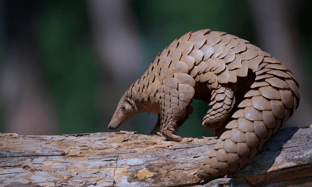 pangolin